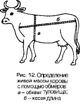 Схема отела коров в числах