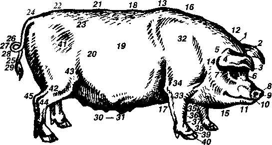 Тело поросенка. Области тела свиньи. Основные стати свиньи. Оценка экстерьера свиней. Стати тела свиньи.