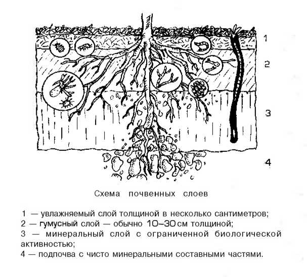 Почва рисунок карандашом