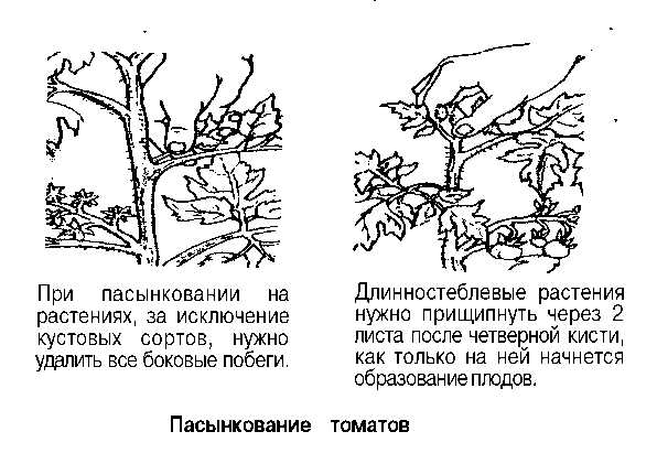 Как пасынковать помидоры в теплице. Пасынковать помидоры. Схема пасынкования помидоров. Умеренное пасынкование томатов схема. Пасынкование помидор в теплице схема.