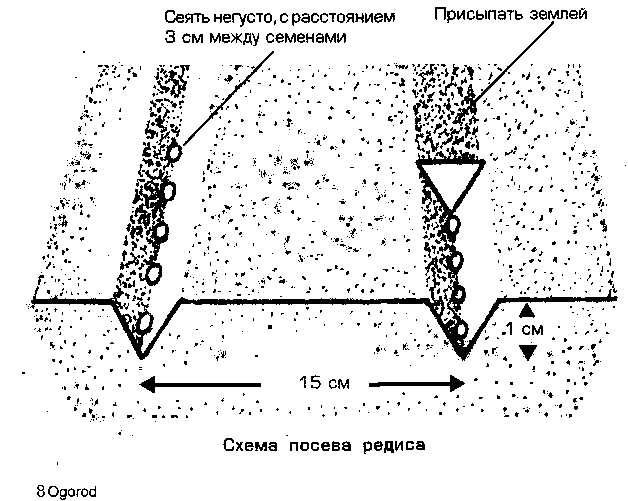 Схема посадки редиски в открытом грунте