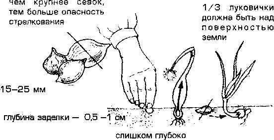 Схема посадки лука репки