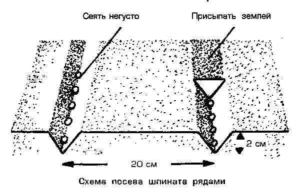 Схема посадки шпината в открытом грунте семенами