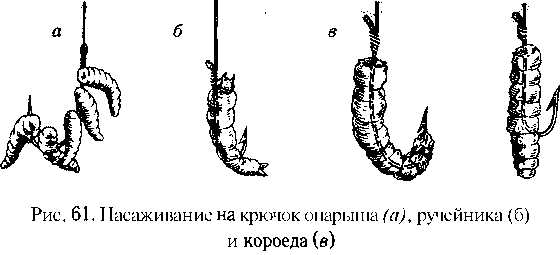 Как насадить личинку жука. Личинка майского жука на сома. Личинка короеда для рыбалки. Как насаживать личинку майского жука на крючок.