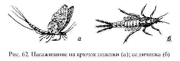 Личинка поденки рисунок